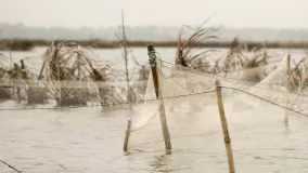 Bird standing on fishing nets