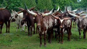 Sanga cattle breeds of central Africa