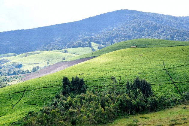 View of Tea plantations in Teza, Muramvya, Burundi