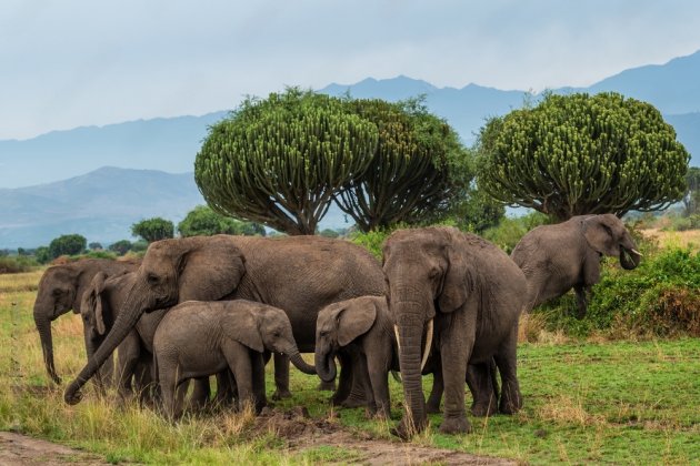 Waza-Nationalpark, Kamerun