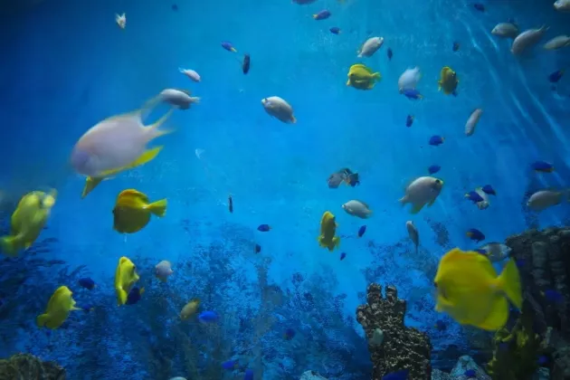 Djibouti Tropical Aquarium