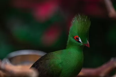 экзотическая зеленая птица