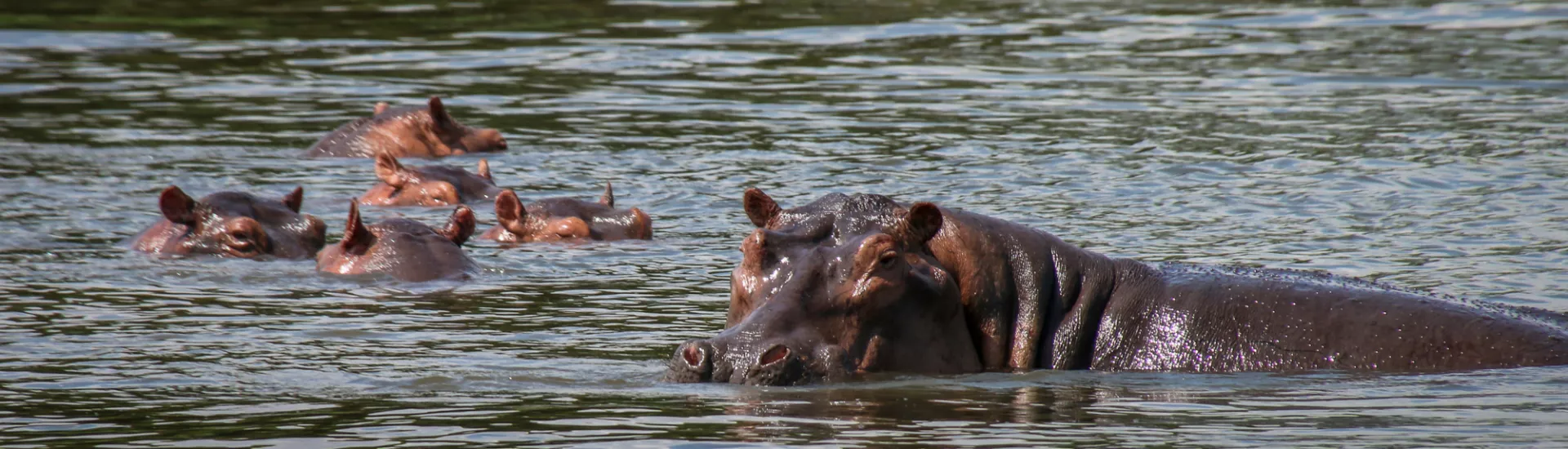 hippos in a river