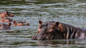 hippos in a river