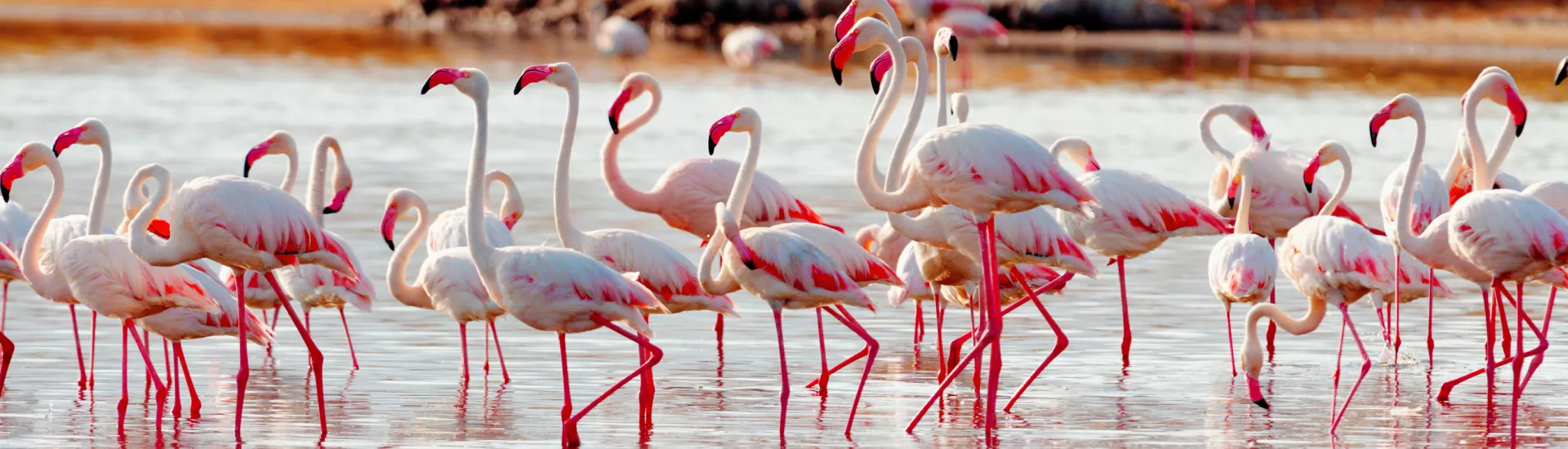Flamingos near Bogoria Lake, Kenya
