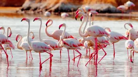Flamingos near Bogoria Lake, Kenya