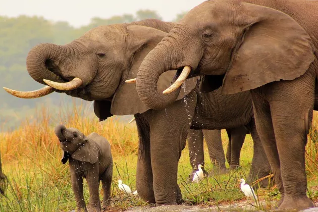 The elephants and the baby elephant drink water