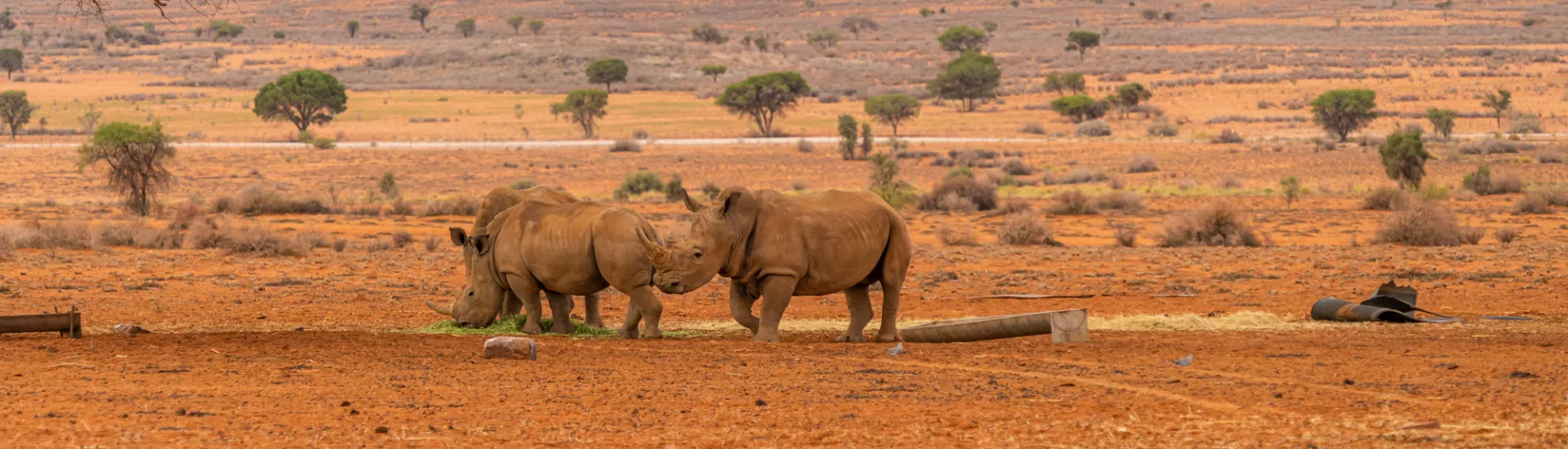 Savanna sands and rhinos