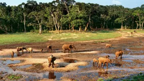 elephants in a river in congo