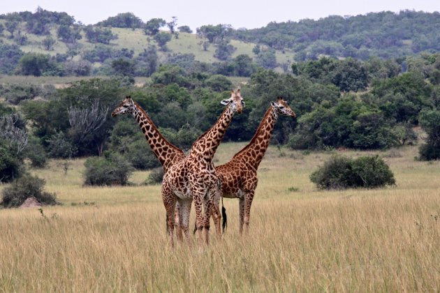 Giraffe. Akagera National Park