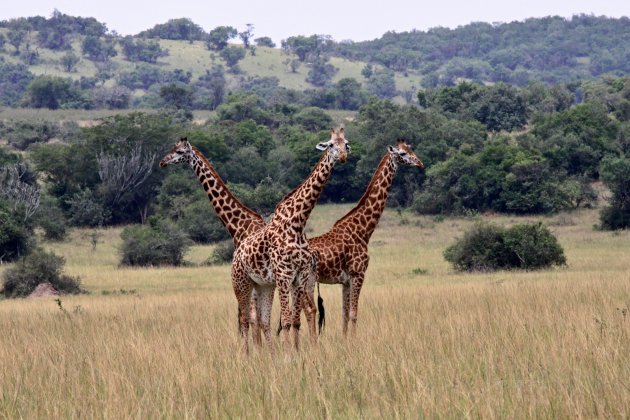 Giraffe. Akagera-Nationalpark