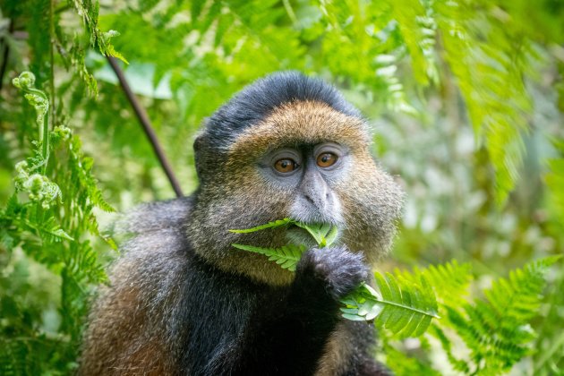 Portrait of golden monkey