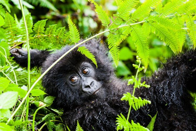  Infant mountain gorilla