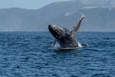 Горбатый кит у южного побережья ЮАР 