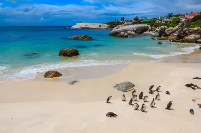 Pinguine in Simons Town, Südafrika