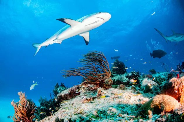 Caribbean reef shark in the Bahamas
