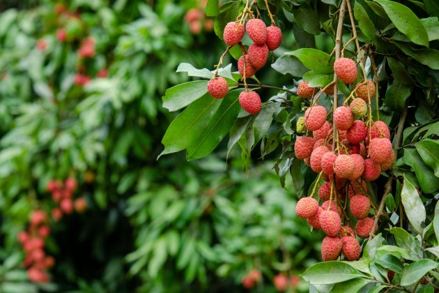 Litchi-Frucht aus Dinajpur in Bangladesch