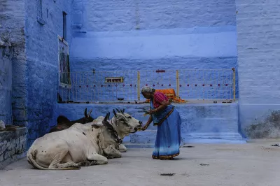 An Indian woman feeds cows