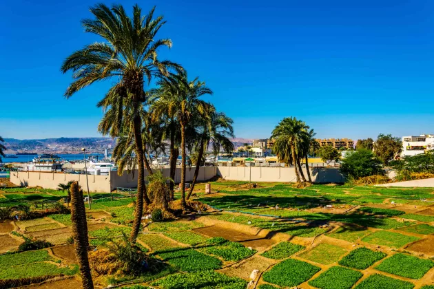 Small agricultural fields located in the center of Aqaba, Jordan.