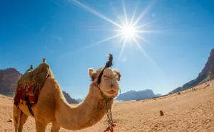 Верблюды в пустыне Вади Рам в Иордании