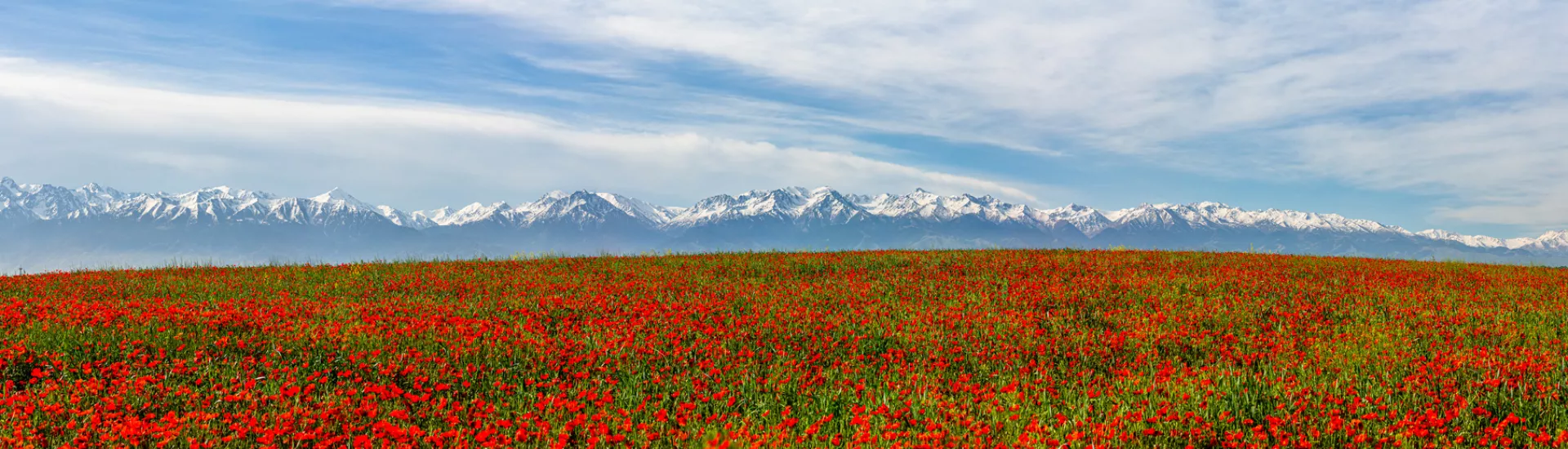 Poppy field in Kazakhstan