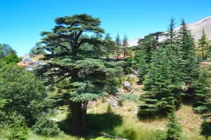 Lebanese Cedar in Bsharri