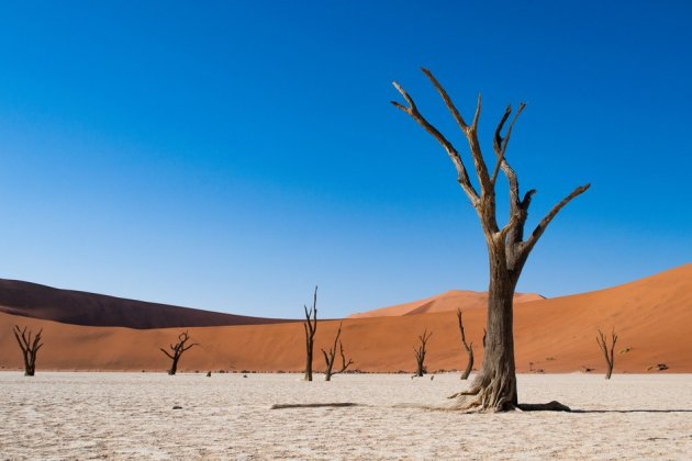A desert park in Namibia
