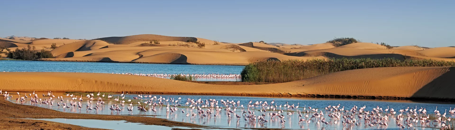 Flock of flamingos in a lagoon on Pelican Point, Walvis Bay, Namibia