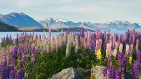 new zealand lupins in spring