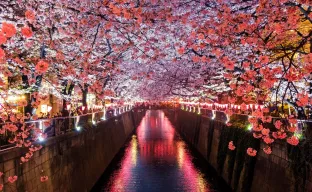 a canal between the flowering sakura trees