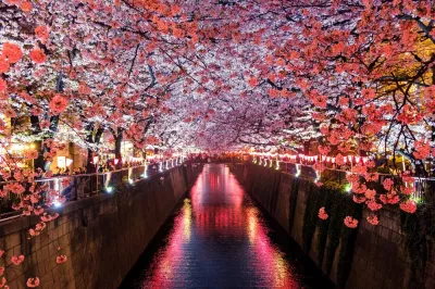 ein Kanal zwischen den blühenden Sakurabäumen