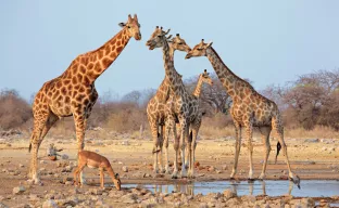 Etosha National Park, Namibia