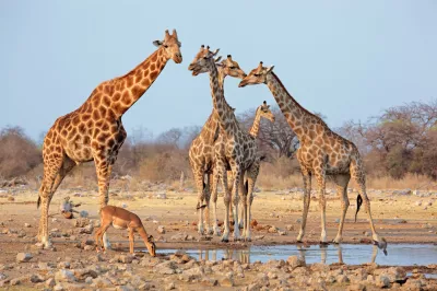 Etosha National Park, Namibia