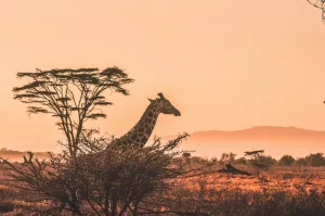 жираф на фоне травы и деревьев