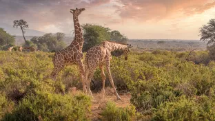 Giraffes in Nigeria
