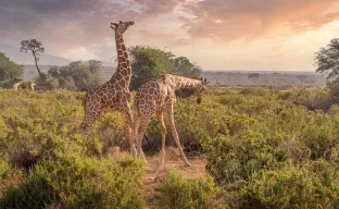 Giraffes in Nigeria