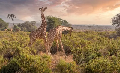 Giraffes in a national park