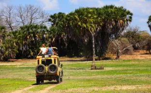 Safari in Tanzania is a popular vacation for tourists