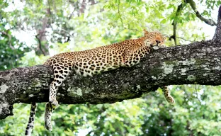 South Luangwa National Park, Zambia